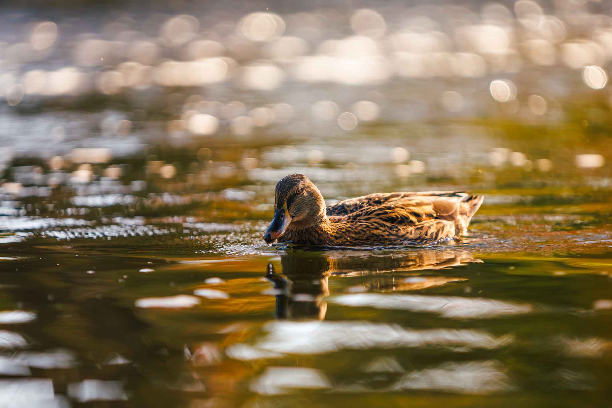 Wings Over Water